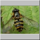 Eriozona erraticus - Waldschneisenschwebfliege w01.jpg